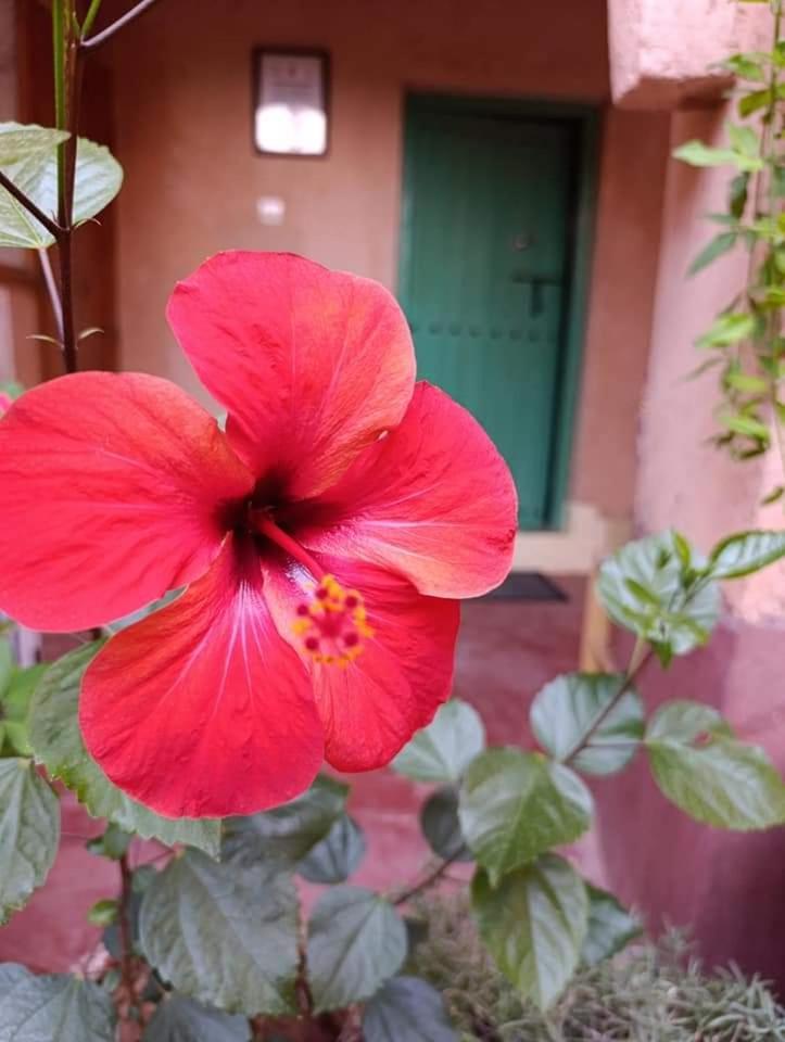 Les Jardins Du M'Goun Kelaat-M'Gouna Exterior foto